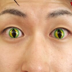 妄想アイテム究極進化シリーズ 転校生は石化蛇男～クラスの女子よ徐々に石化せよ～ 妃月るい ダウンロード download